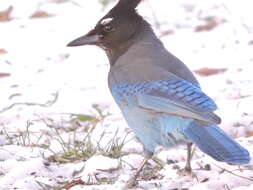 Image of Steller's Jay