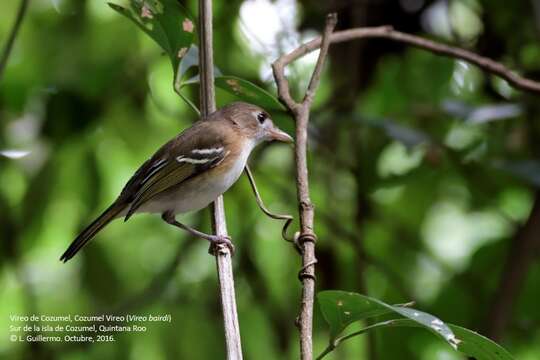 Vireo bairdi Ridgway 1885 resmi