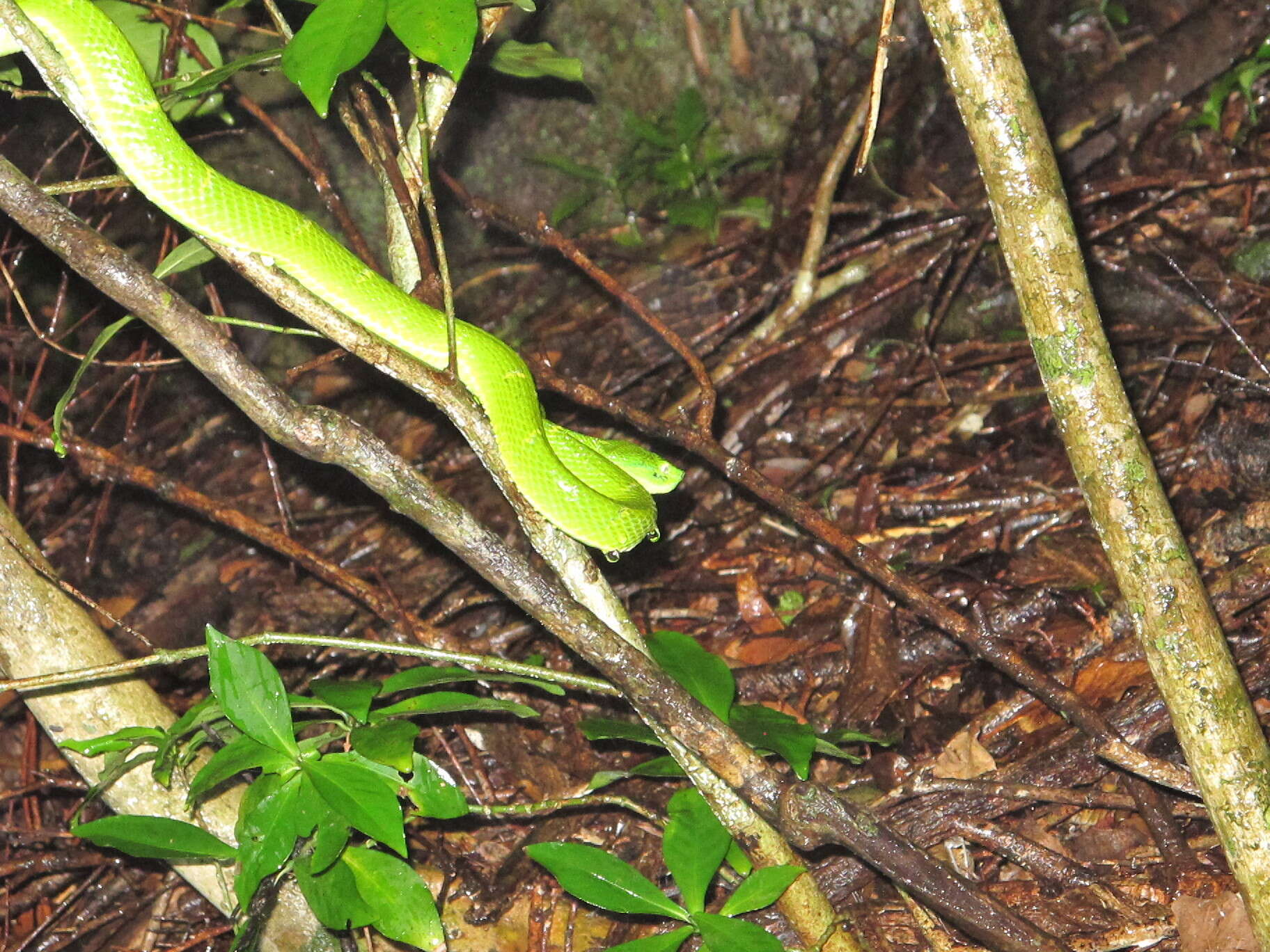 Image of Coffee Palm Viper