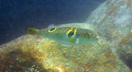 Image of Ocellated Puffer