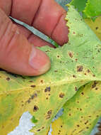 Imagem de Puccinia embergeriae McKenzie & P. R. Johnst. 2004