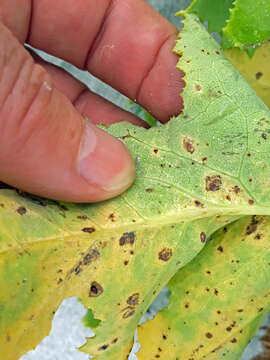 Imagem de Puccinia embergeriae McKenzie & P. R. Johnst. 2004