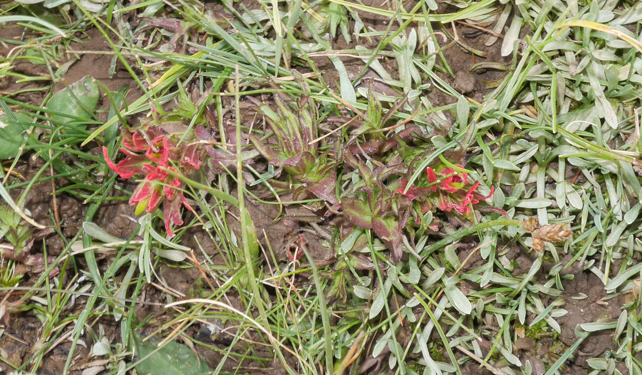 Image of Castilleja pumila (Benth.) Weddell