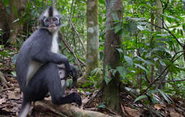 Image of North Sumatran Leaf Monkey