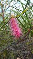 Image of Hakea francisiana F. Müll.