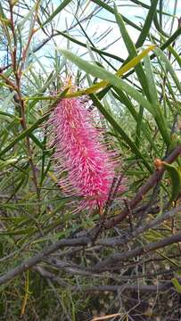 Image of Hakea francisiana F. Müll.