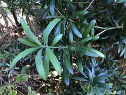 Image of Broad-leaved Yellowwood