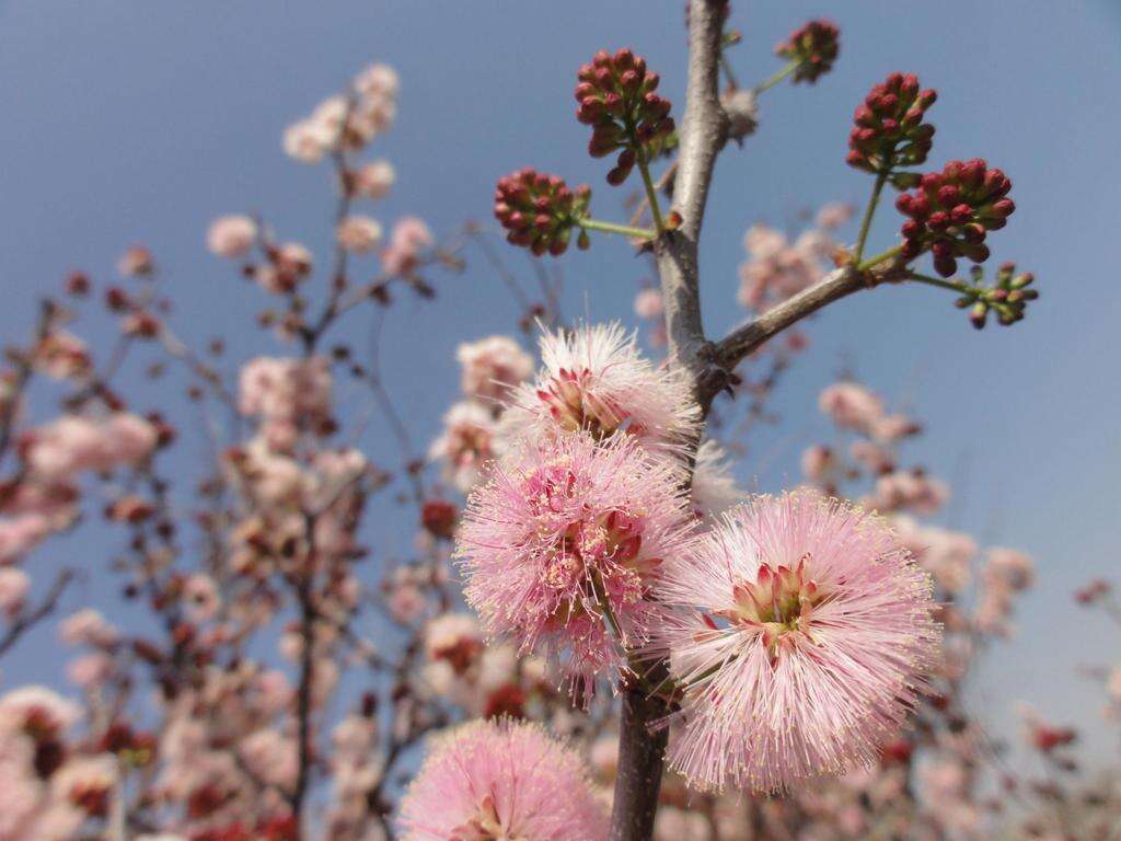 Sivun Senegalia mellifera subsp. detinens (Burch.) Kyal. & Boatwr. kuva