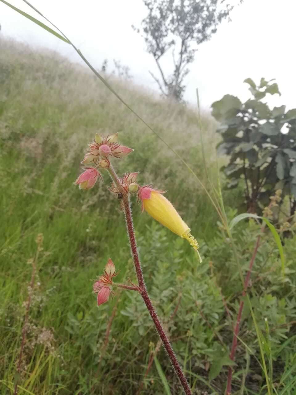 Image of Kosteletzkya tubiflora (DC.) O. J. Blanchard & R. Mc Vaugh