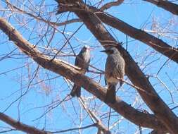 Image of Brown-eared Bulbul