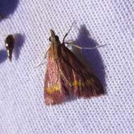 صورة Pyrausta pseuderosnealis Munroe 1976