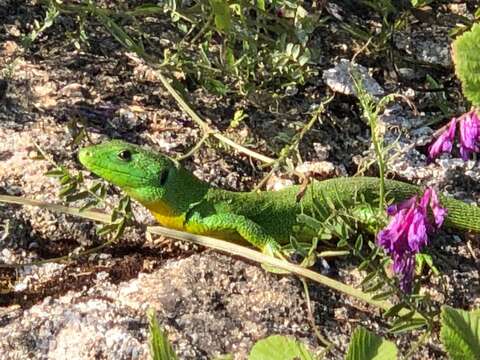 Image of Balkan Green Lizard