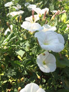 Image of Field Bindweed