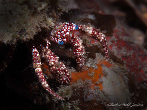 Image of Paguristes puncticeps Benedict 1901