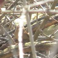 Image of Eastern Winter Wren