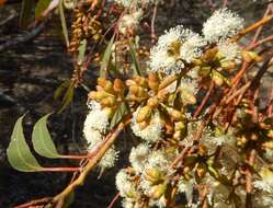 Image de Eucalyptus brachycalyx Blakely