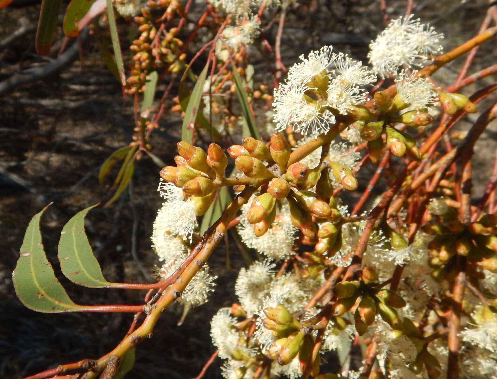 Image de Eucalyptus brachycalyx Blakely