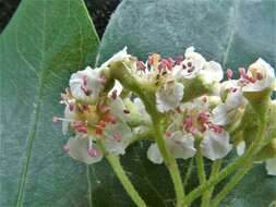 Image of Cotoneaster gamblei Klotz