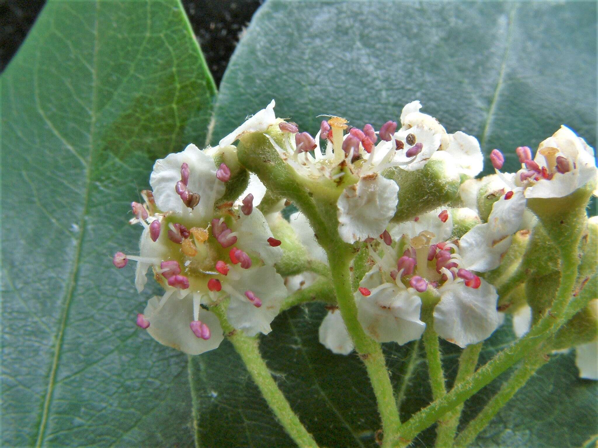 Image of Cotoneaster gamblei Klotz