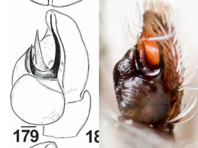 Image of Pseudomogrus mirabilis (Logunov & Marusik 2003)