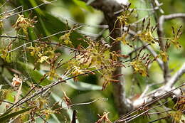 صورة Dendrobium trilamellatum J. J. Sm.