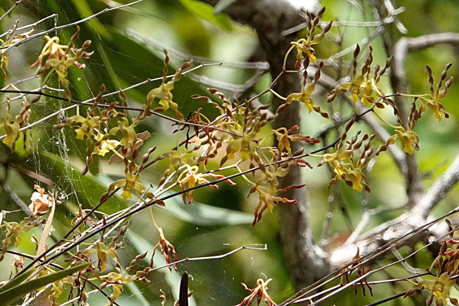 Sivun Dendrobium trilamellatum J. J. Sm. kuva