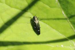 Image of Oak Splendor Beetle