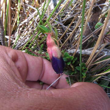 Image of Brachyotum strigosum (L. fil.) Triana