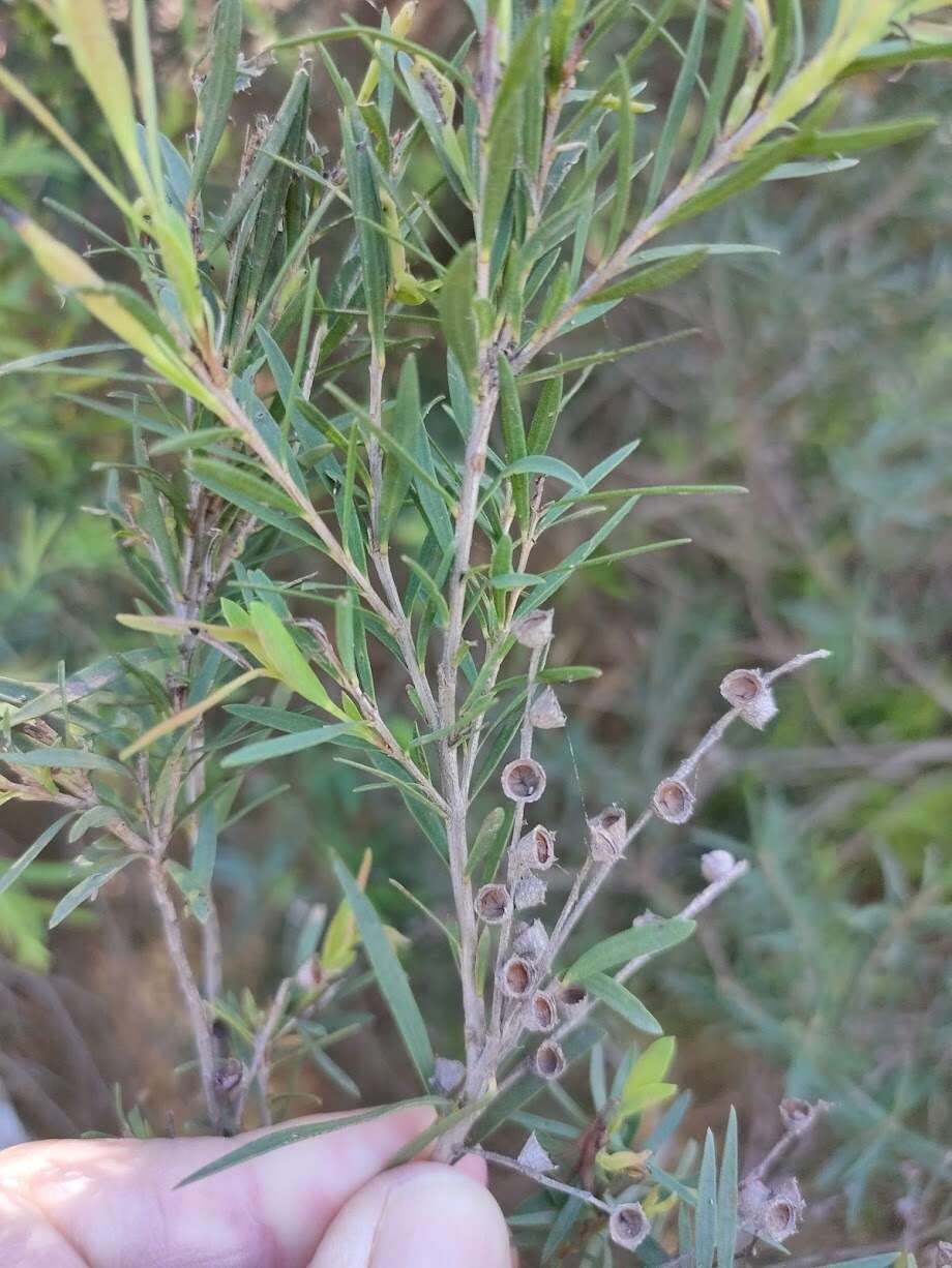 Image de Melaleuca trichostachya Lindl.