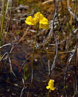 Image of horned bladderwort