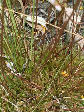 Stylidium caespitosum R. Br. resmi