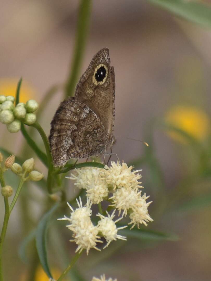 Imagem de Pampasatyrus yacantoensis Köhler 1939