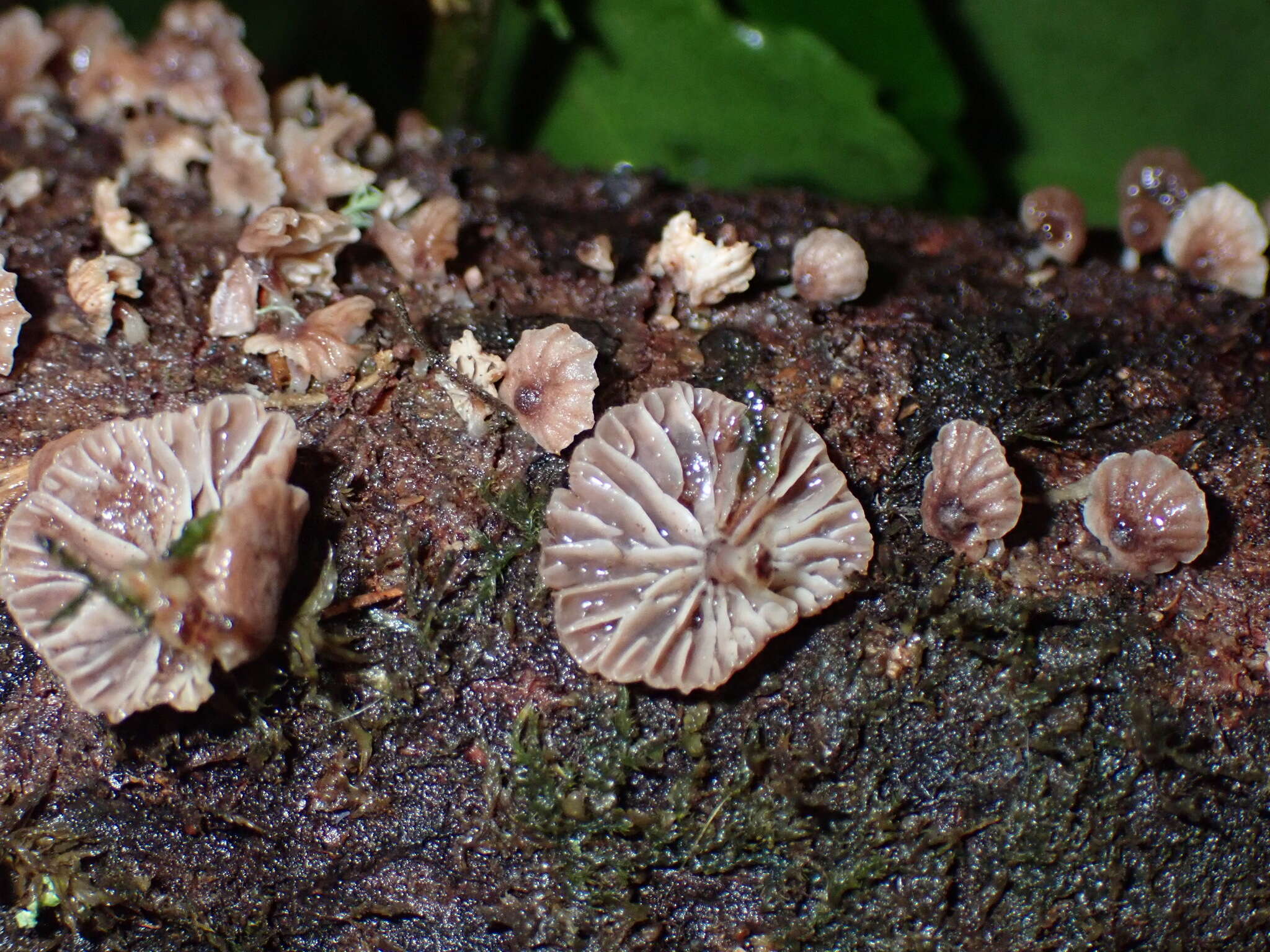 Image of Gymnopus imbricatus J. A. Cooper & P. Leonard 2013