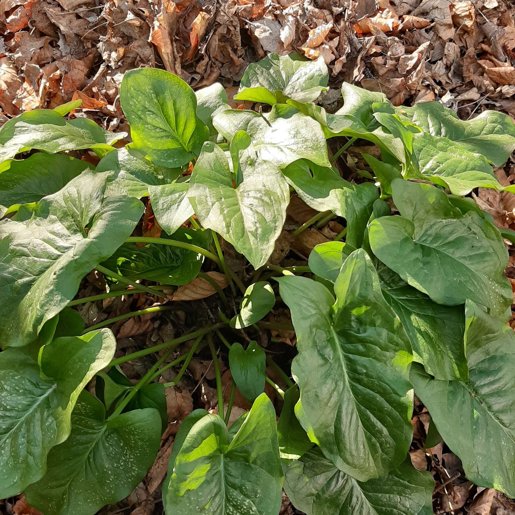 Image de Arum orientale M. Bieb.