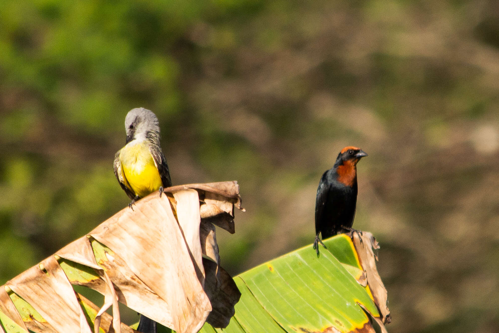 Image of Chestnut-capped Blackbird