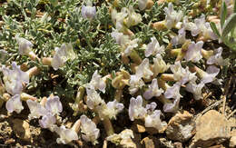 Sivun <i>Astragalus <i>calycosus</i></i> var. calycosus kuva