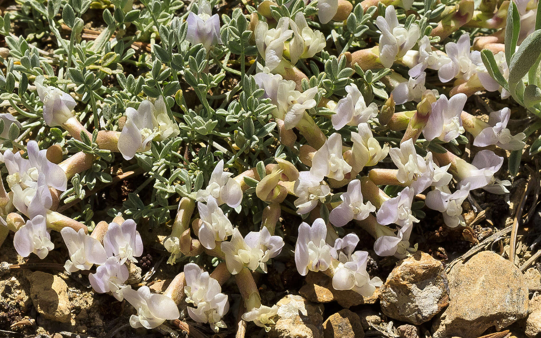 Image of <i>Astragalus <i>calycosus</i></i> var. calycosus