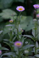 Image de Erigeron aliceae Howell