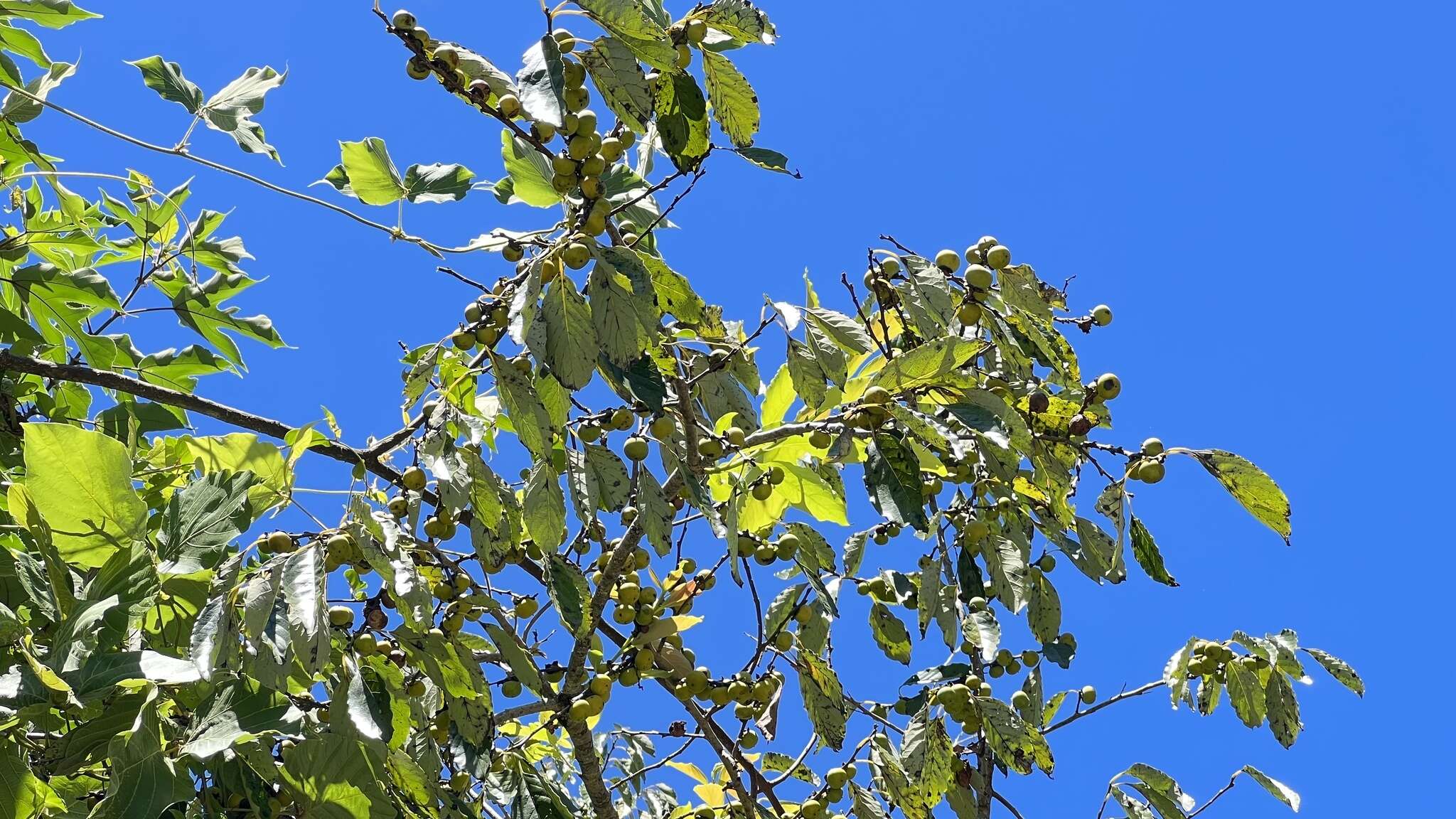 Image de Diospyros japonica Siebold & Zucc.