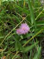 Imagem de Mimosa quadrivalvis var. platycarpa (A. Gray) Barneby