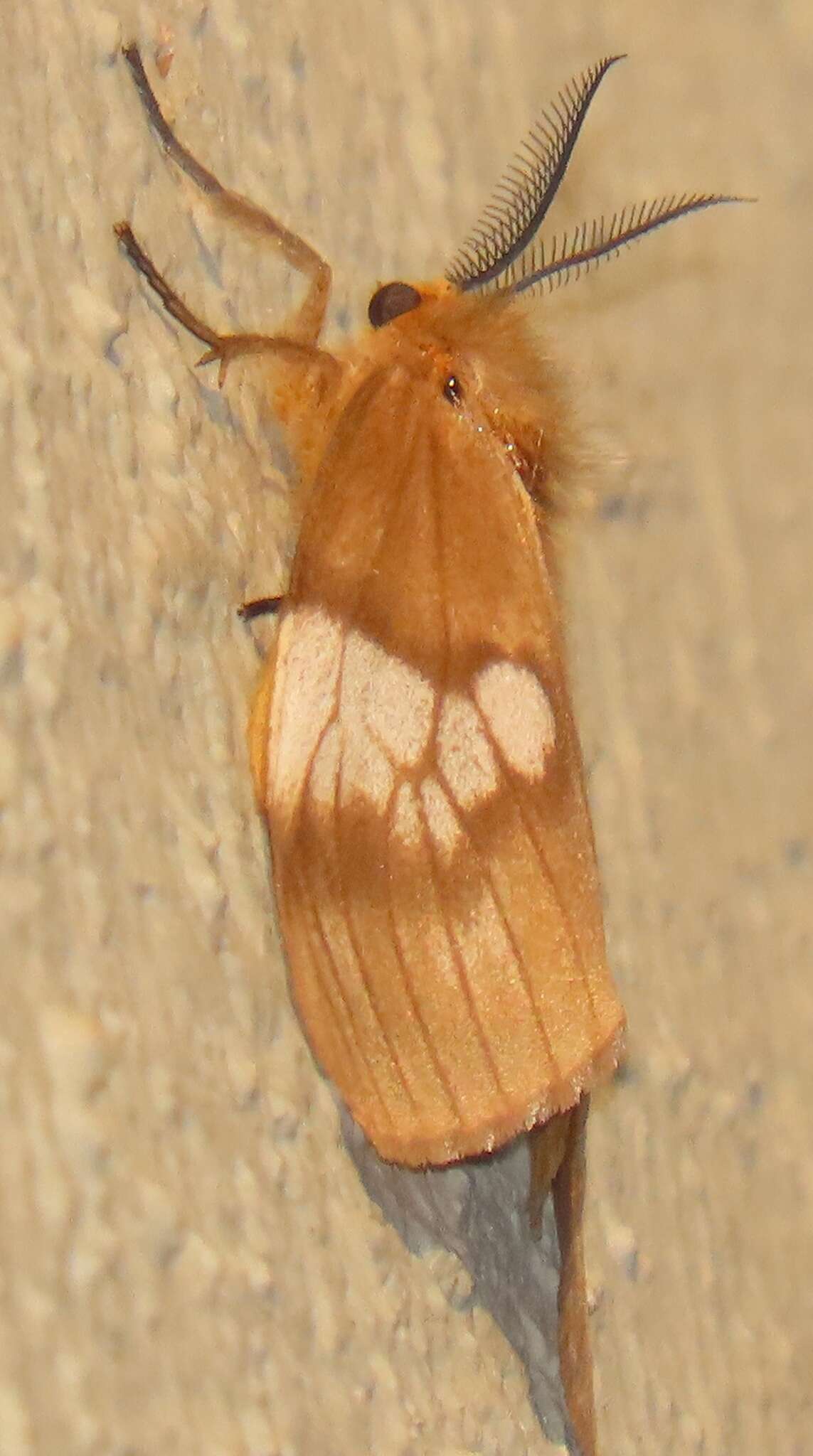 Слика од Palasea albimacula