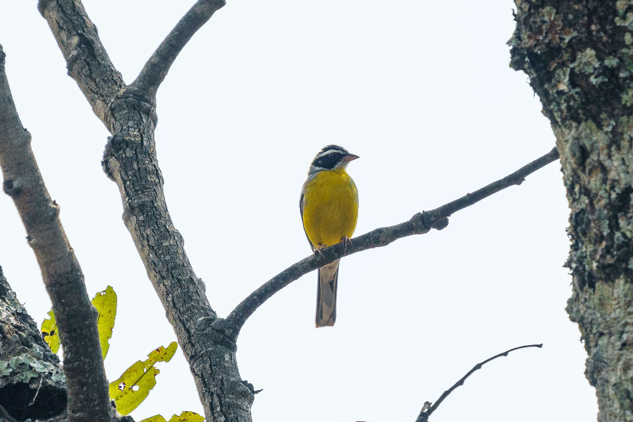 Слика од Emberiza cabanisi (Reichenow 1875)