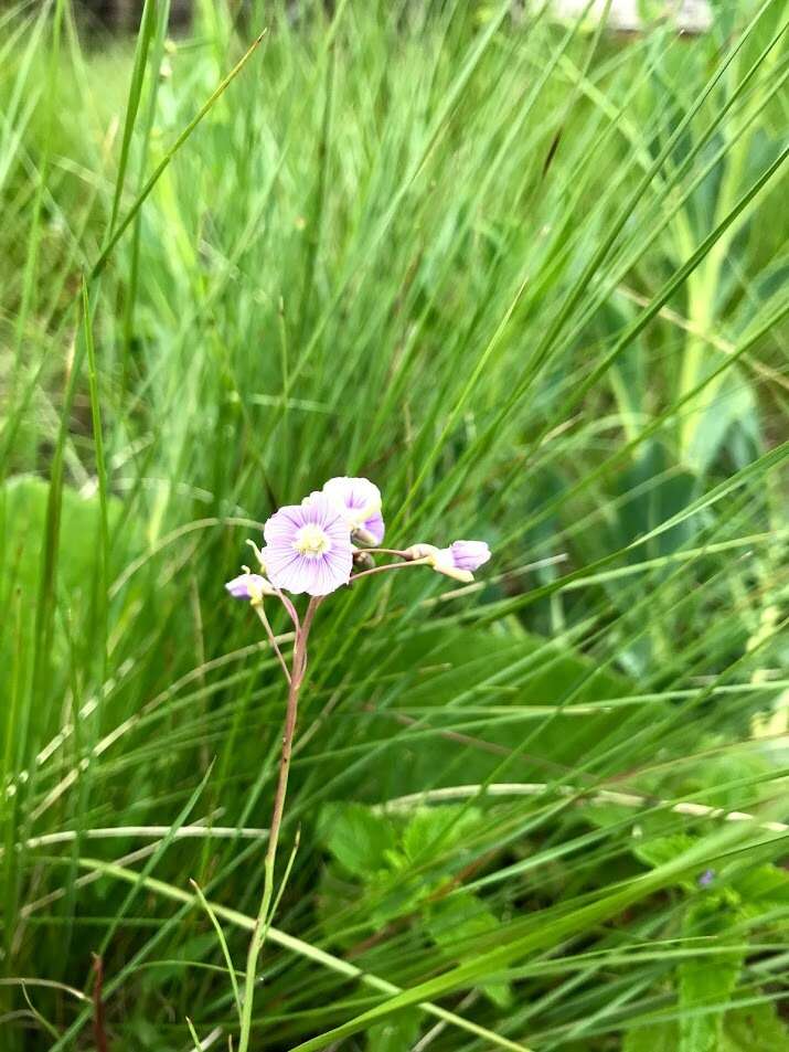 Image de Heliophila rigidiuscula Sond.