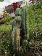 Image de Trichocereus macrogonus var. pachanoi