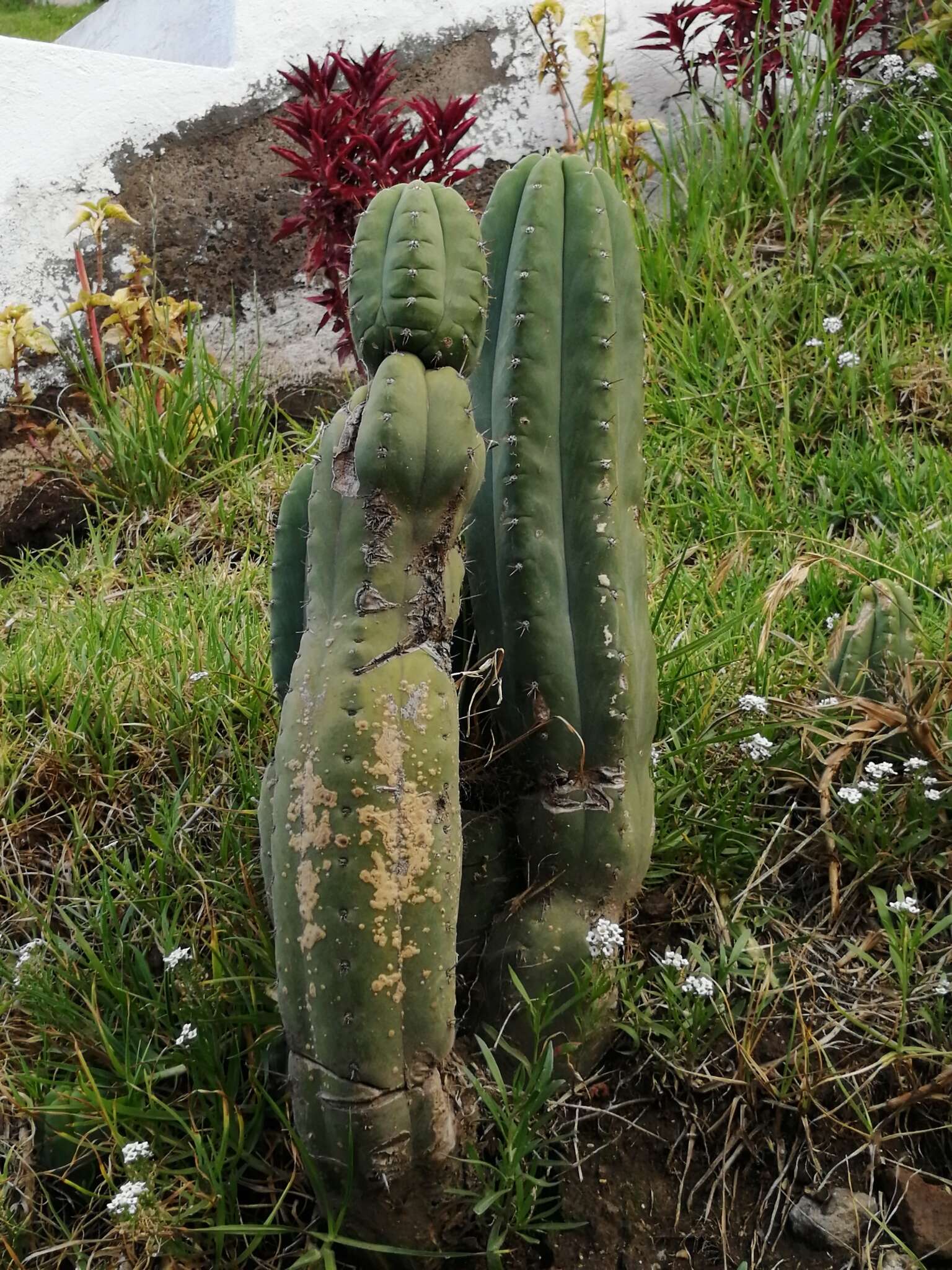 Image de Trichocereus macrogonus var. pachanoi