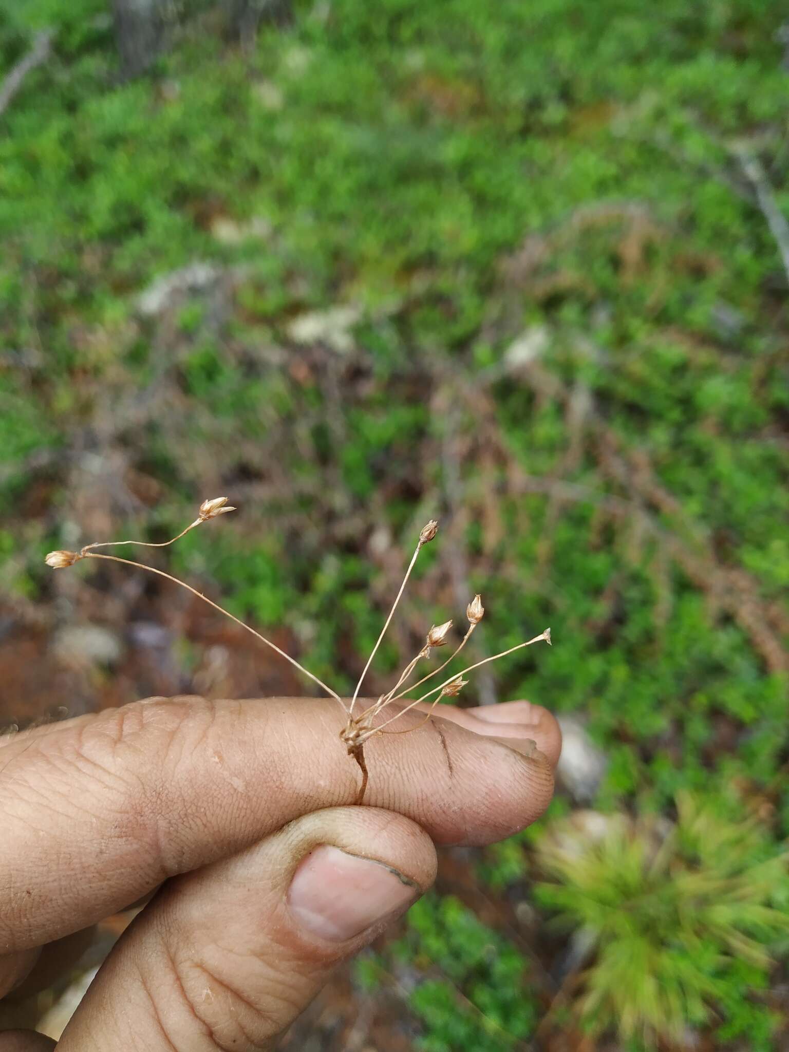 Image of Rufous Wood-Rush