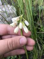 Image of Eulophia aculeata (L. fil.) Spreng.