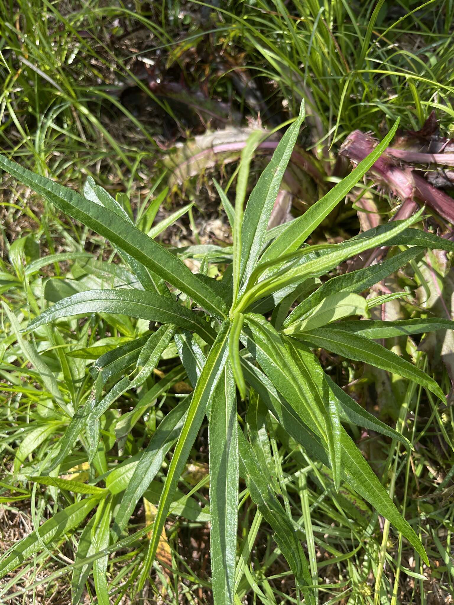 Sivun Helianthus simulans E. E. Watson kuva