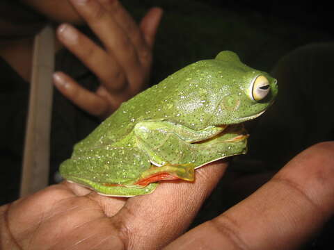 Plancia ëd Rhacophorus malabaricus Jerdon 1870