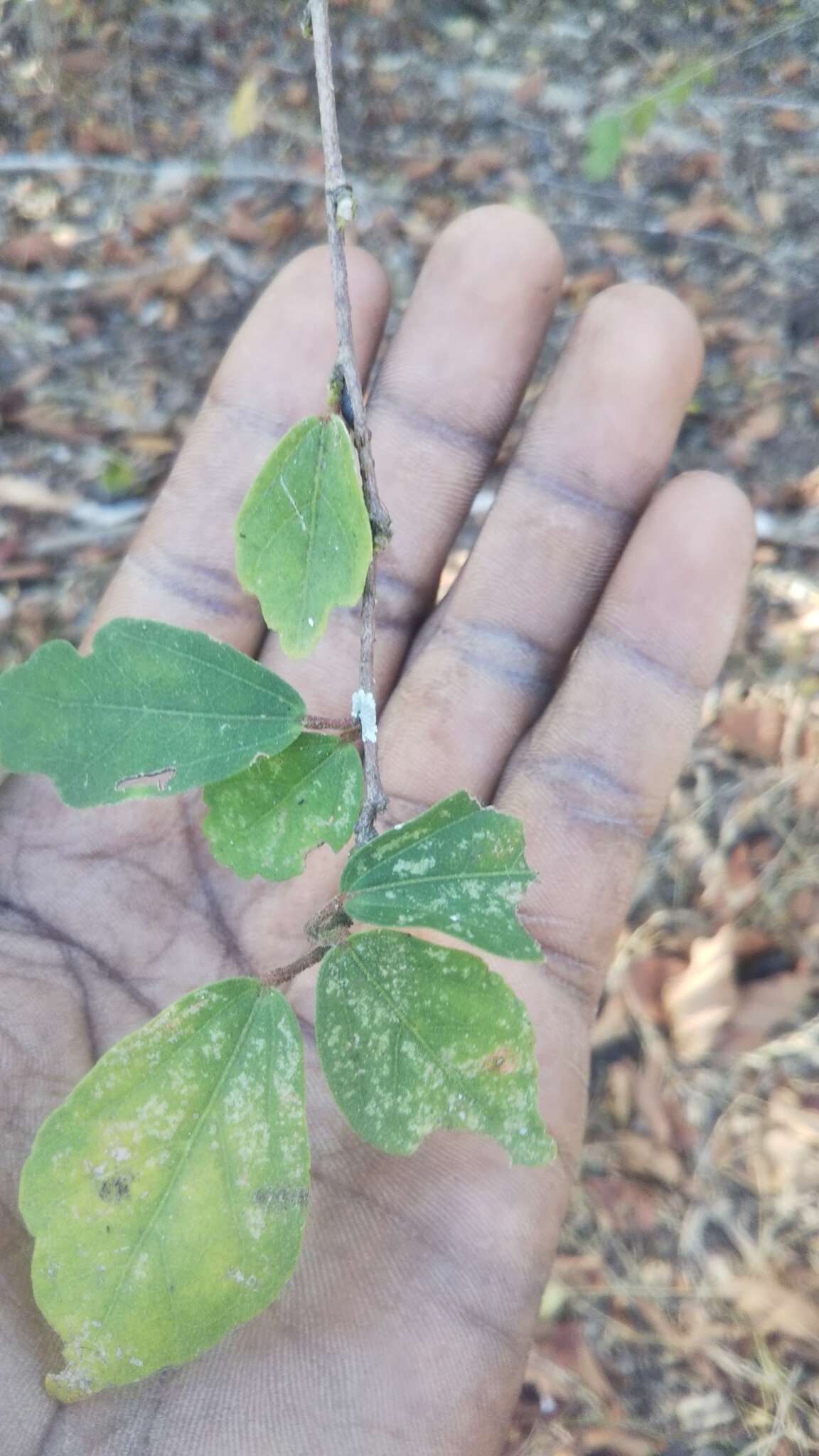 Sivun Hibiscus grandidieri Baill. kuva